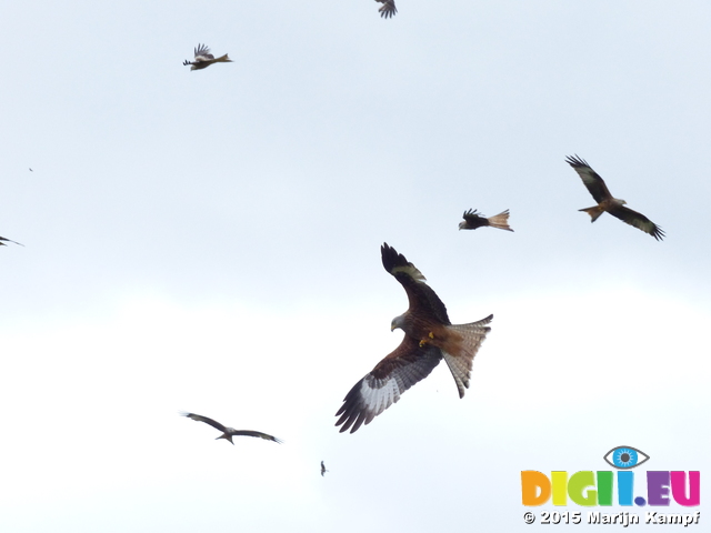 FZ015647 Red kites (Milvus milvus)